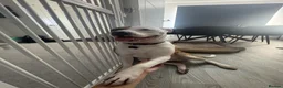 Mixed Breed dogs for sale: Staffie x Boxer - Advert 30