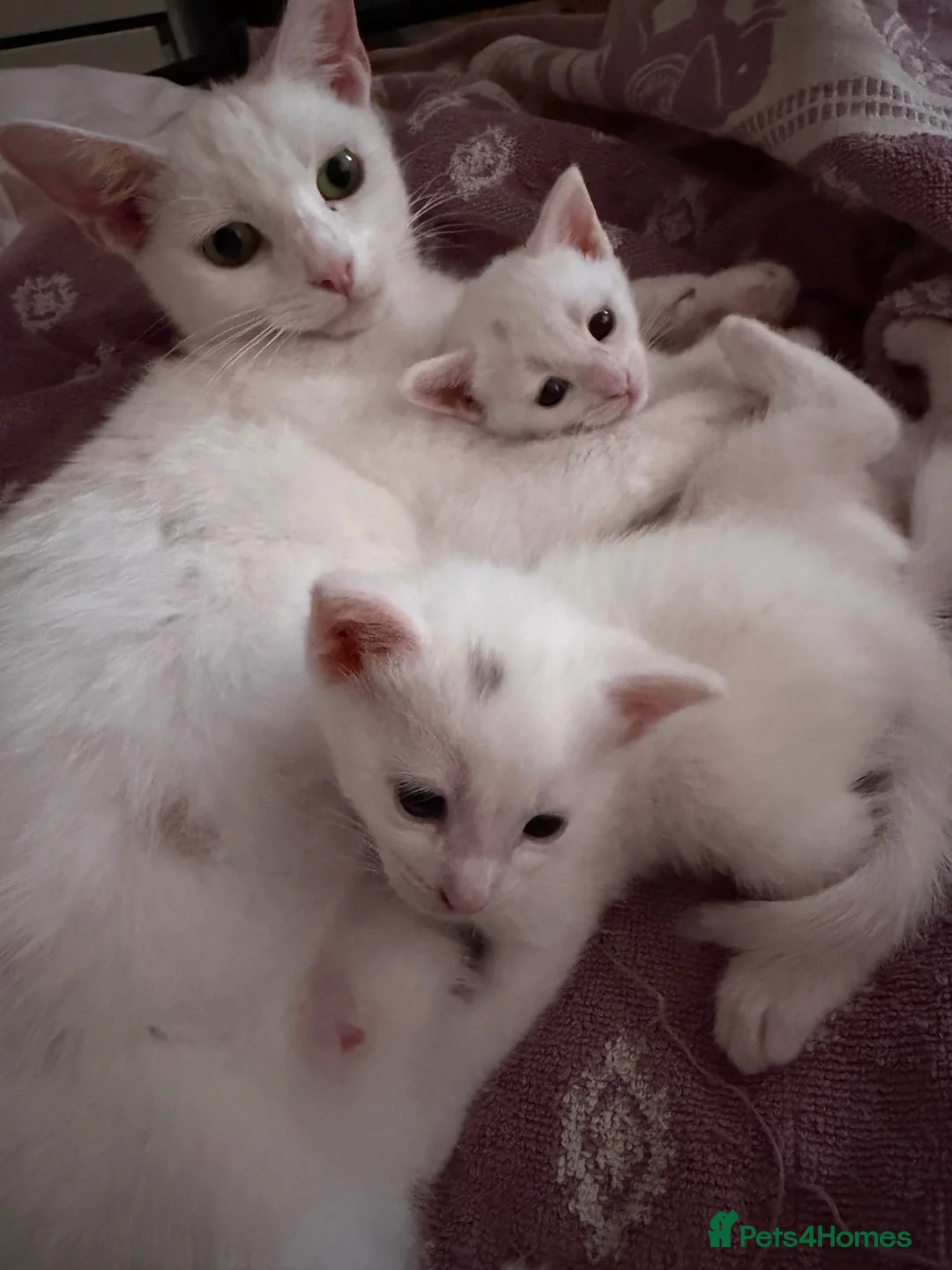 Domestic Shorthair cats for sale: Beautiful Male & Female Kittens for rehoming! in Winsford - Advert 2
