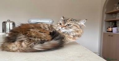 Persian cats Persian x Siberian fluffy tabby kitten - Advert 9