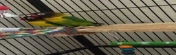 Lovebirds birds for sale: Proven pair of masked love birds.  - Advert 2