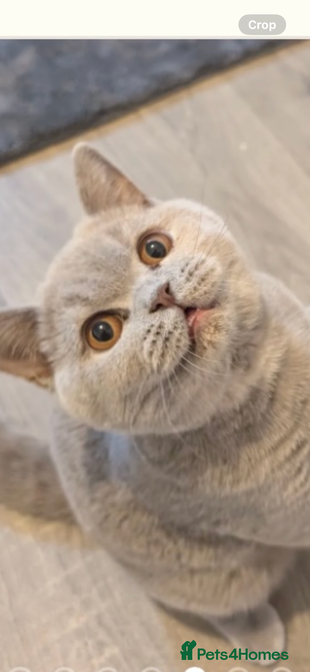 British Shorthair cats for sale: Active Gccf and Tica lilac tortie girl  - Advert 4