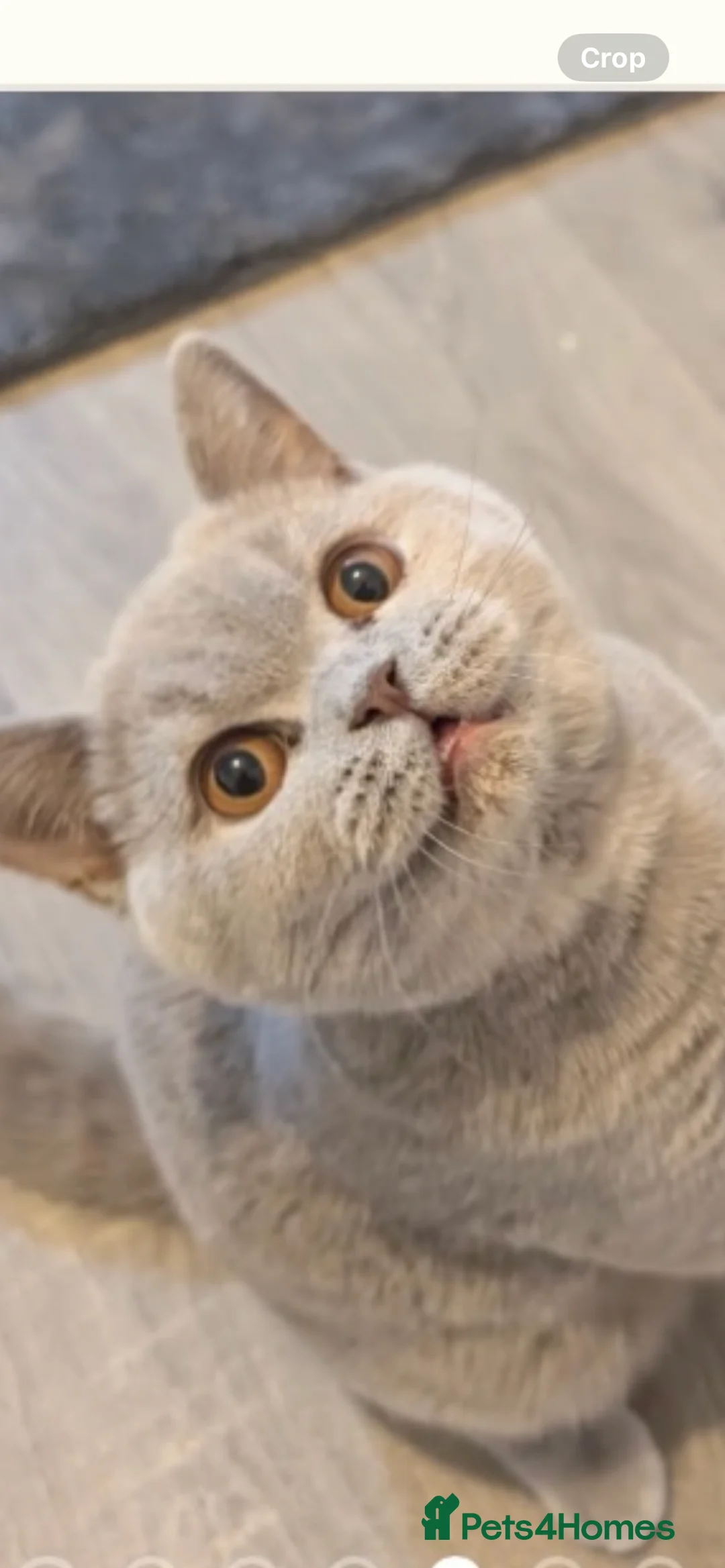 British Shorthair cats for sale: Active Gccf and Tica lilac tortie girl  - Advert 5