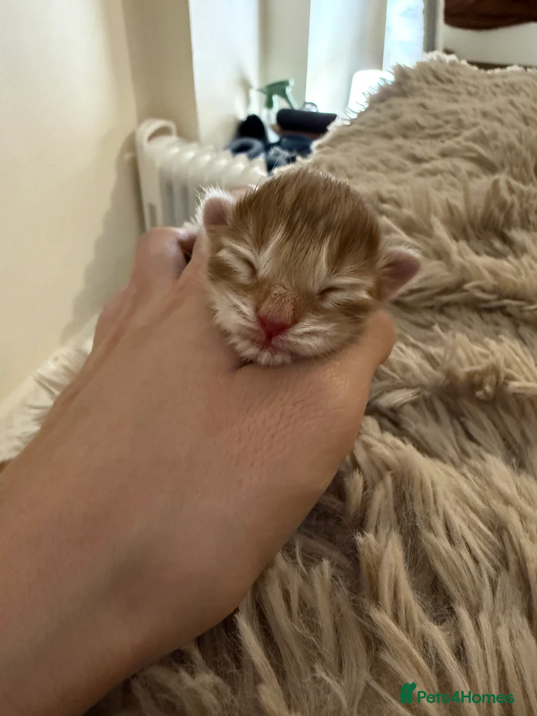 Maine Coon cats for sale: Purebred Adorable Maine Coon Kittens Available - Advert 17
