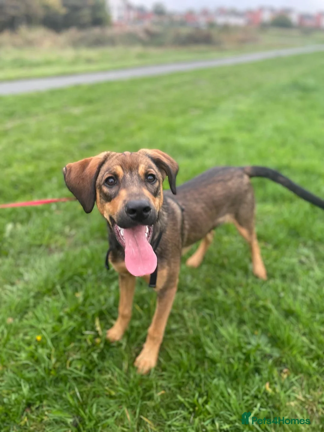 Mixed Breed dogs for sale: Shollie cross spaniel  - Advert 5