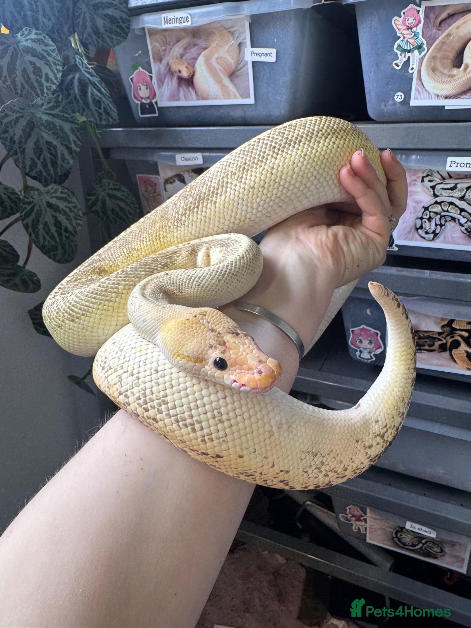 Python Snake reptiles 3 friendly Ball Royal Python for sale - Advert 1