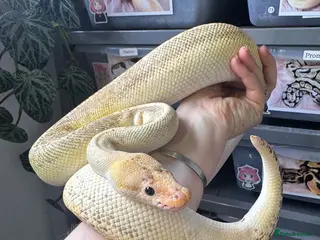 Python Snake reptiles 3 friendly Ball Royal Python for sale - Advert 4