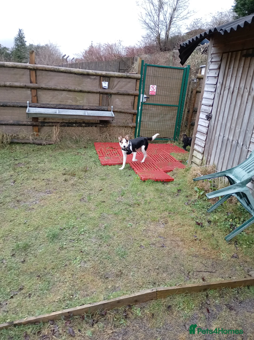 Border Collie dogs for sale: Male border Collie - Advert 3
