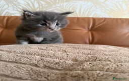 Maine Coon cats for sale: Maine Coon Kittens for sale - Image 23