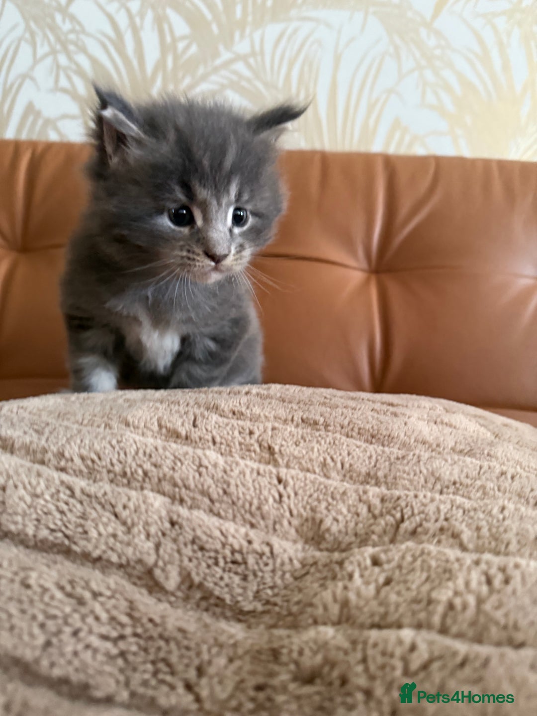 Maine Coon cats for sale: Maine Coon Kittens for sale - Image 23