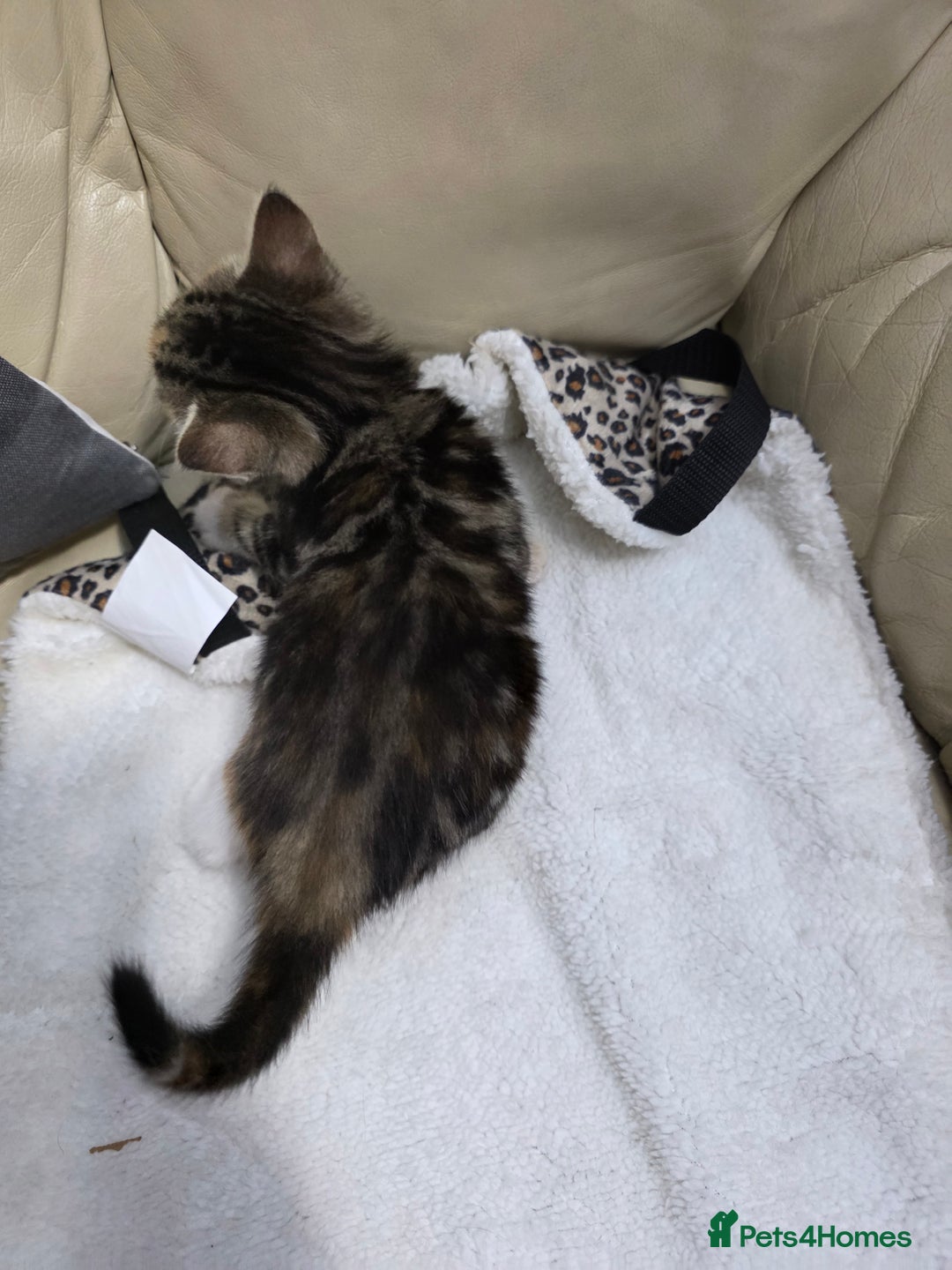 British Shorthair cats for sale: Rare ginger females. 1 male. British shorthair - Advert 9