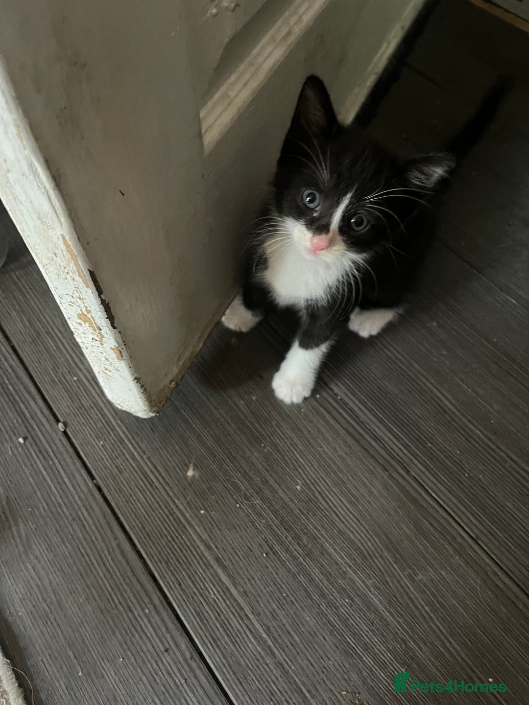 Mixed Breed cats for sale: Scottish fold cross for sale  - Image 6