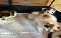 Mixed Breed cats for sale: Baby kittens for sale - Image 7