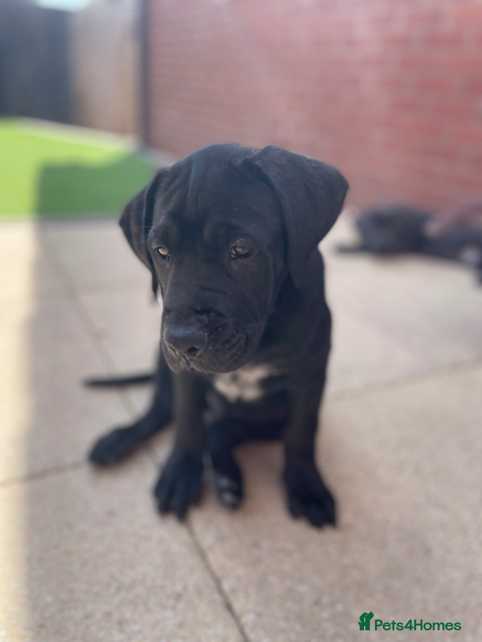 Mixed Breed dogs 🔥🐶LAST PUPPY - CANE CORSO X PRESA CANARIO £800🔥 - Advert 2