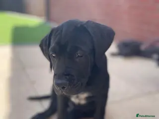 Mixed Breed dogs 🔥🐶LAST PUPPY - CANE CORSO X PRESA CANARIO £800🔥 - Advert 2