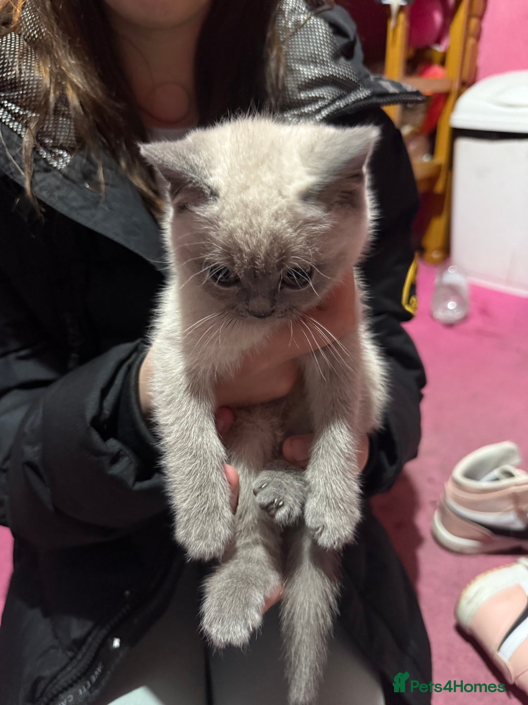 British Shorthair cats for sale: British Shorthair Kittens - Advert 6