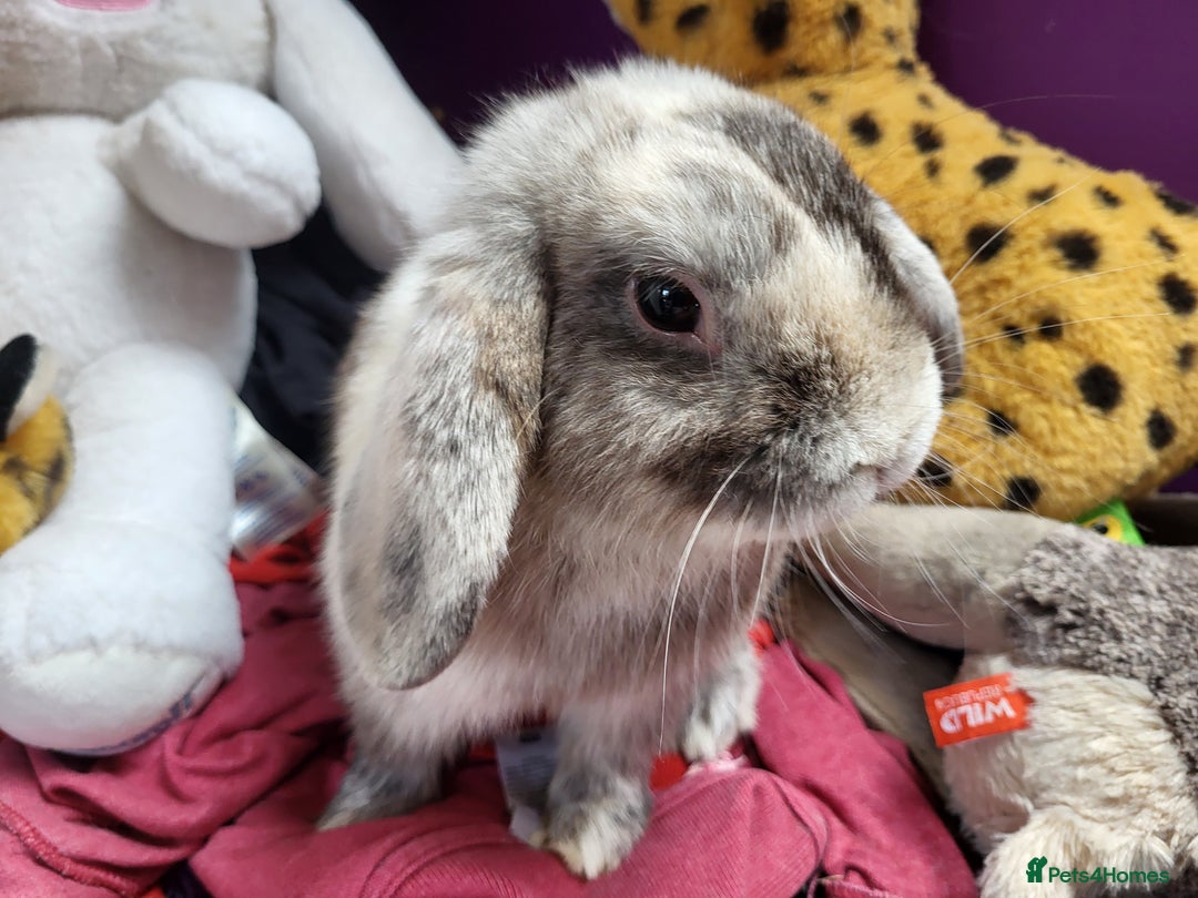 Mini Lop rabbits for sale: Lilac mini lop buck - Image 6