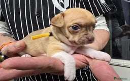 Chihuahua dogs for sale: Chihuahua pedigree pups. Not KC. - Image 28