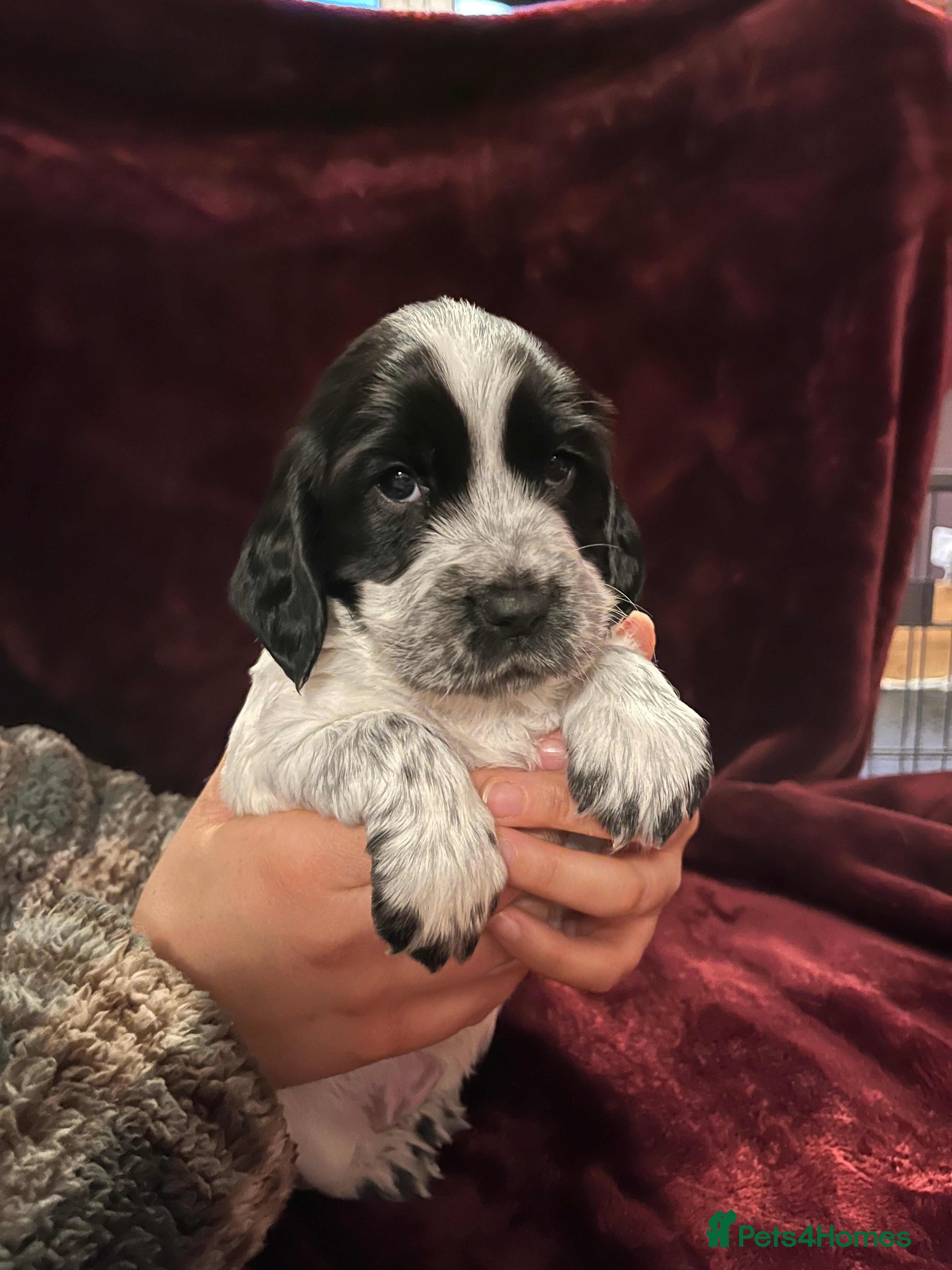 Sprocker dogs Beautiful Sprocker Spaniel Puppies  - Advert 2