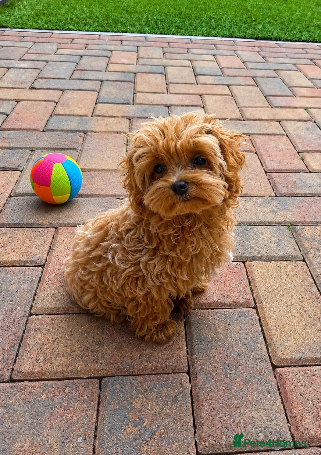 Maltipoo dogs Tiny Asian Maltipoo. DNA tested parents. - Advert 1