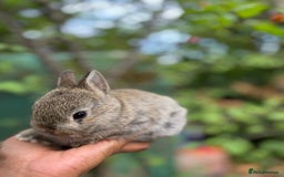 Netherland Dwarf rabbits for sale: Pure bred netherland dwarf ready to reserve  - Image 9