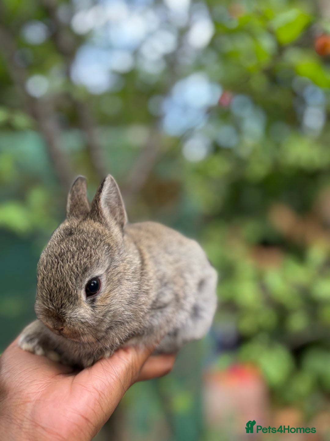 Netherland Dwarf rabbits for sale: Pure bred netherland dwarf ready to reserve  - Image 9