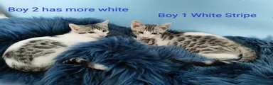 Mixed Breed Kitten 2