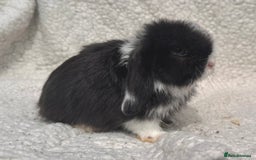 Mini Lop rabbits for sale: STUNNING PUREBRED MINI LOP BABY GIRLS AND BOYS - Image 5