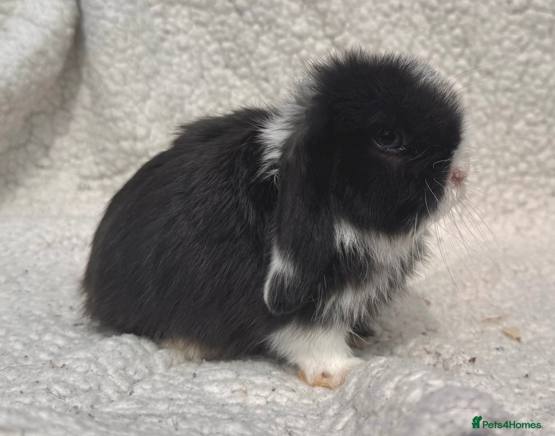 Mini Lop rabbits for sale: STUNNING PUREBRED MINI LOP BABY GIRLS AND BOYS - Image 5