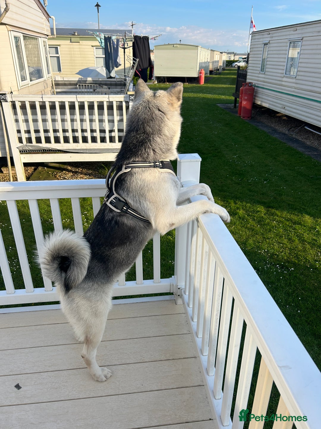 Siberian Husky dogs for sale: Lexi 3 years old  - Advert 5