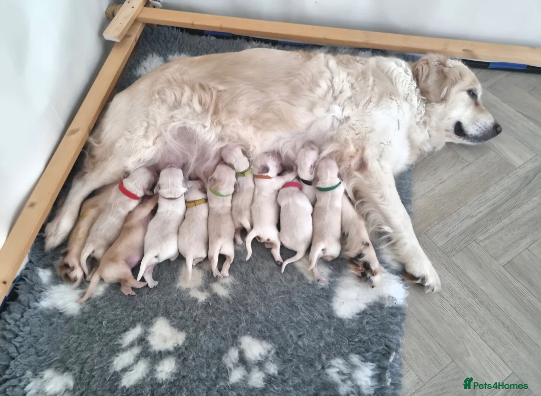 Golden Retriever dogs for sale: Cream Male Golden Retrievers - Advert 2