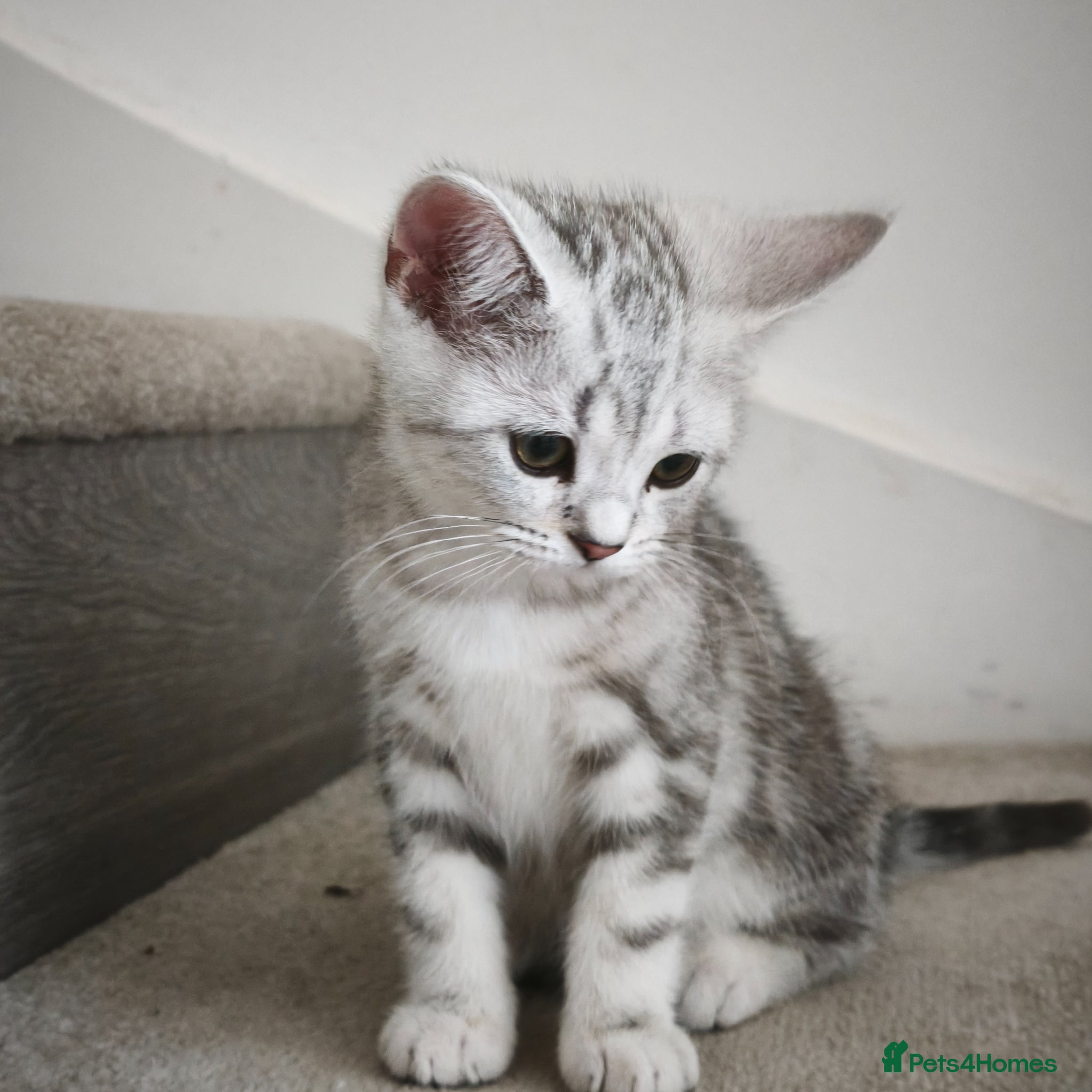 Scottish Fold cats Only 1 Beautiful Scottish Straight Kitten Left! - Advert 2