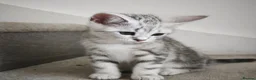Scottish Fold cats for sale: Last Scottish Straight Silver Tabby Boy Available - Advert 9