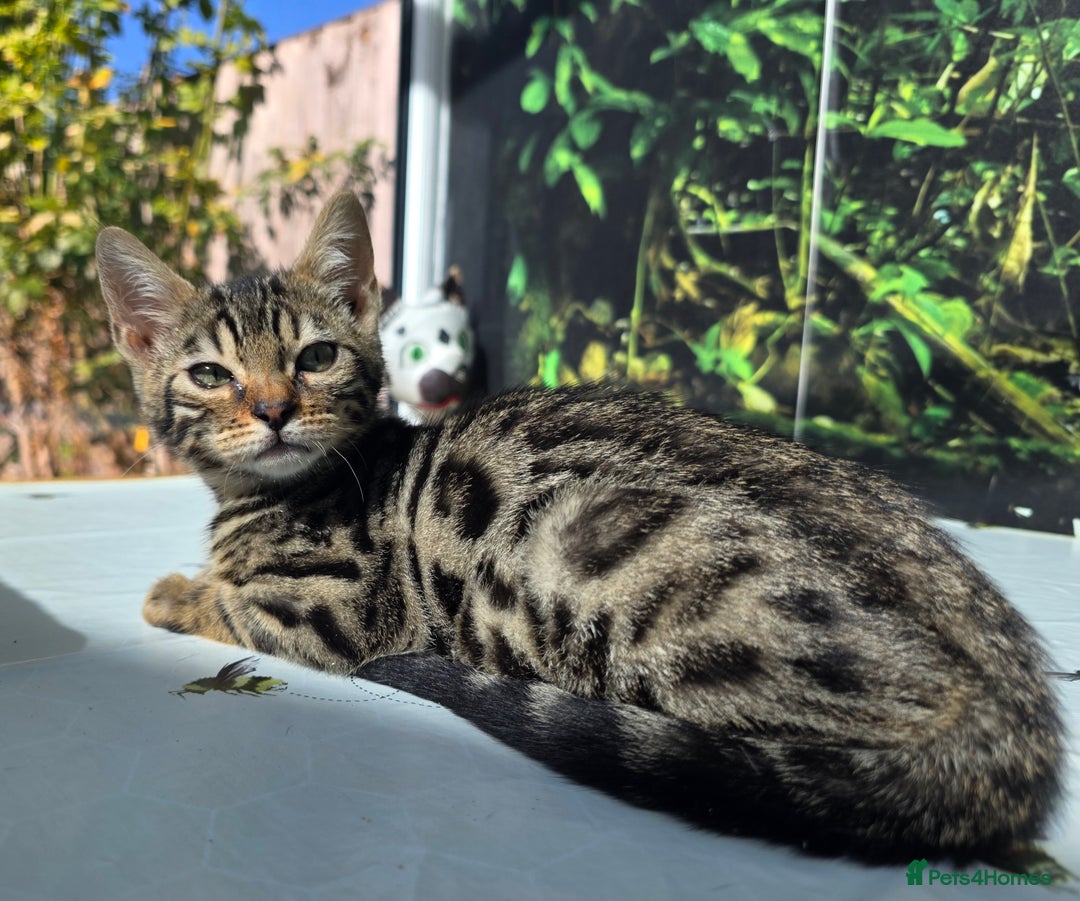 Bengal cats for sale: CUTE SNOW & BROWN BENGAL KITTENS (TICA REG) - Image 10