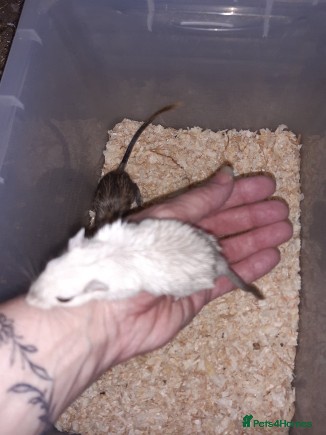 Gerbil rodents for sale: Super friendly gerbils from hobby breeder  - Image 12