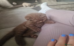 Scottish Fold cats for sale: Stunning TICA Registered Babies - Image 32