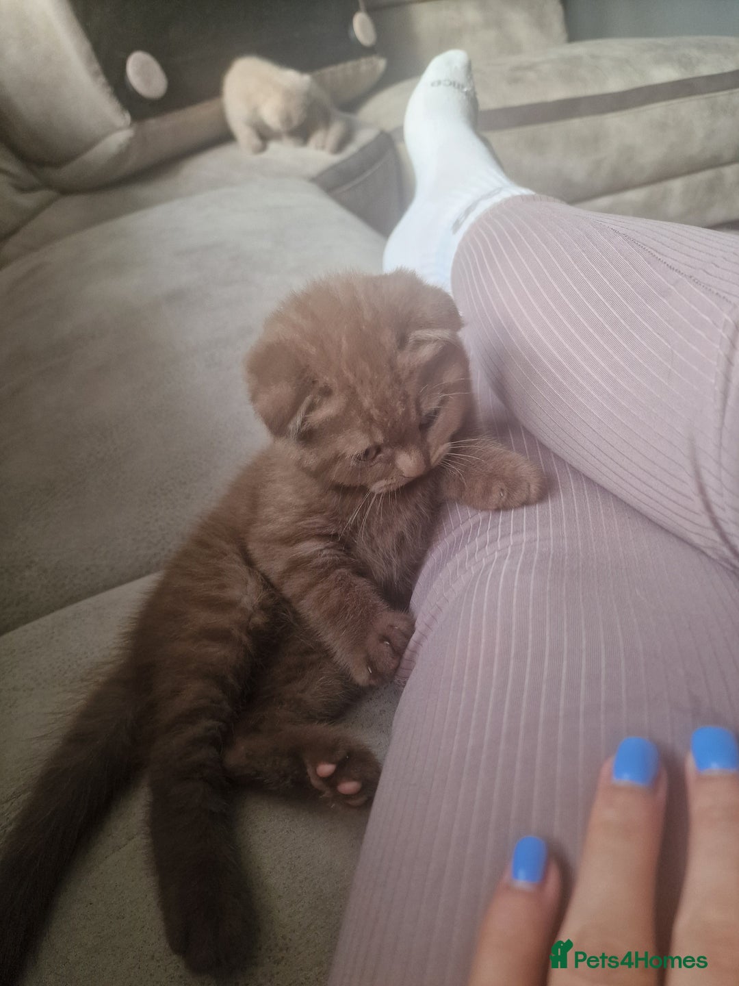 Scottish Fold cats for sale: Stunning TICA Registered Babies - Image 32