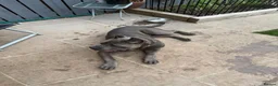 Cane Corso dogs for sale: Cane corso Serbian import 2 years old intact - Advert 3