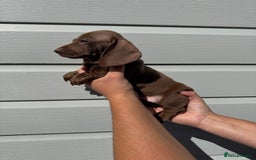 Miniature Dachshund dogs for sale: Miniature Dachsund Puppies (licensed breeder) - Image 3