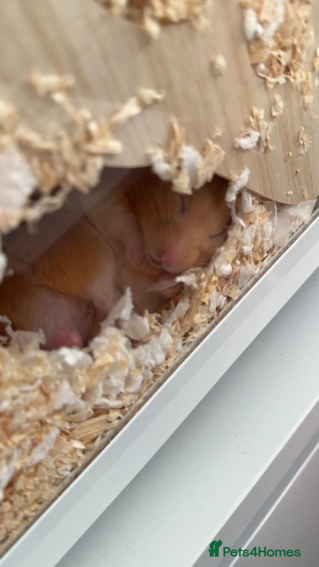 Hamster rodents for sale: Male Syrian Hamster🐹 in Tilbury - Advert 2