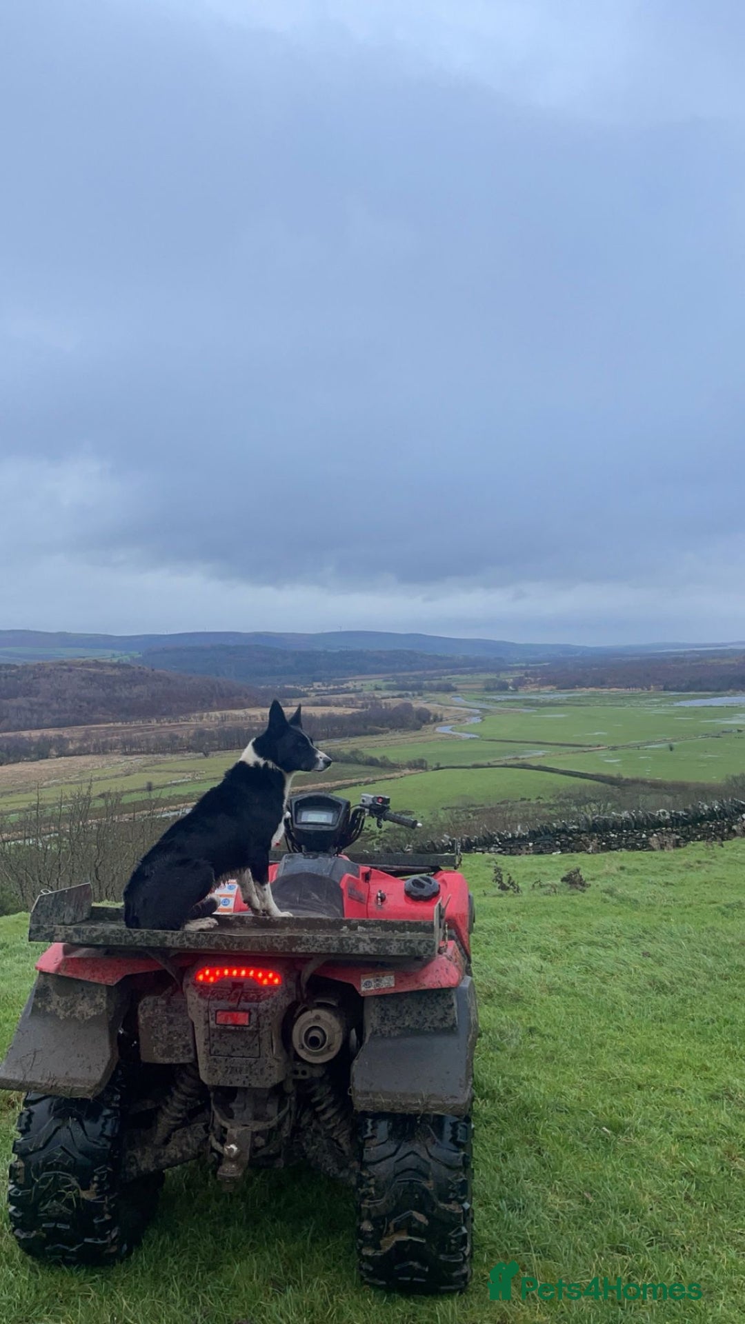 Border Collie dogs for sale: Border Collie pups  - Advert 5
