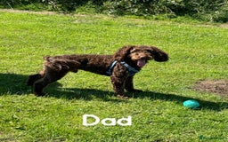 Cockapoo dogs for sale: Stunning Cockapoo puppies ready in a week  - Image 12