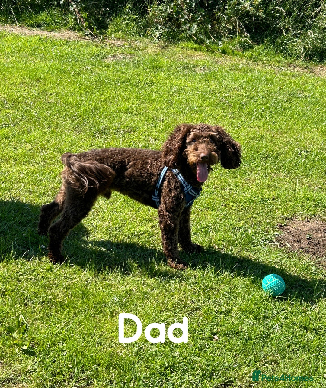 Cockapoo dogs for sale: Stunning Cockapoo puppies ready in a week  - Image 12