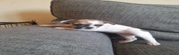 French Bulldog dogs for sale: French bulldogs  - Advert 9