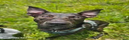 Mixed Breed dogs for sale: Bullherder  in Dover - Advert 1