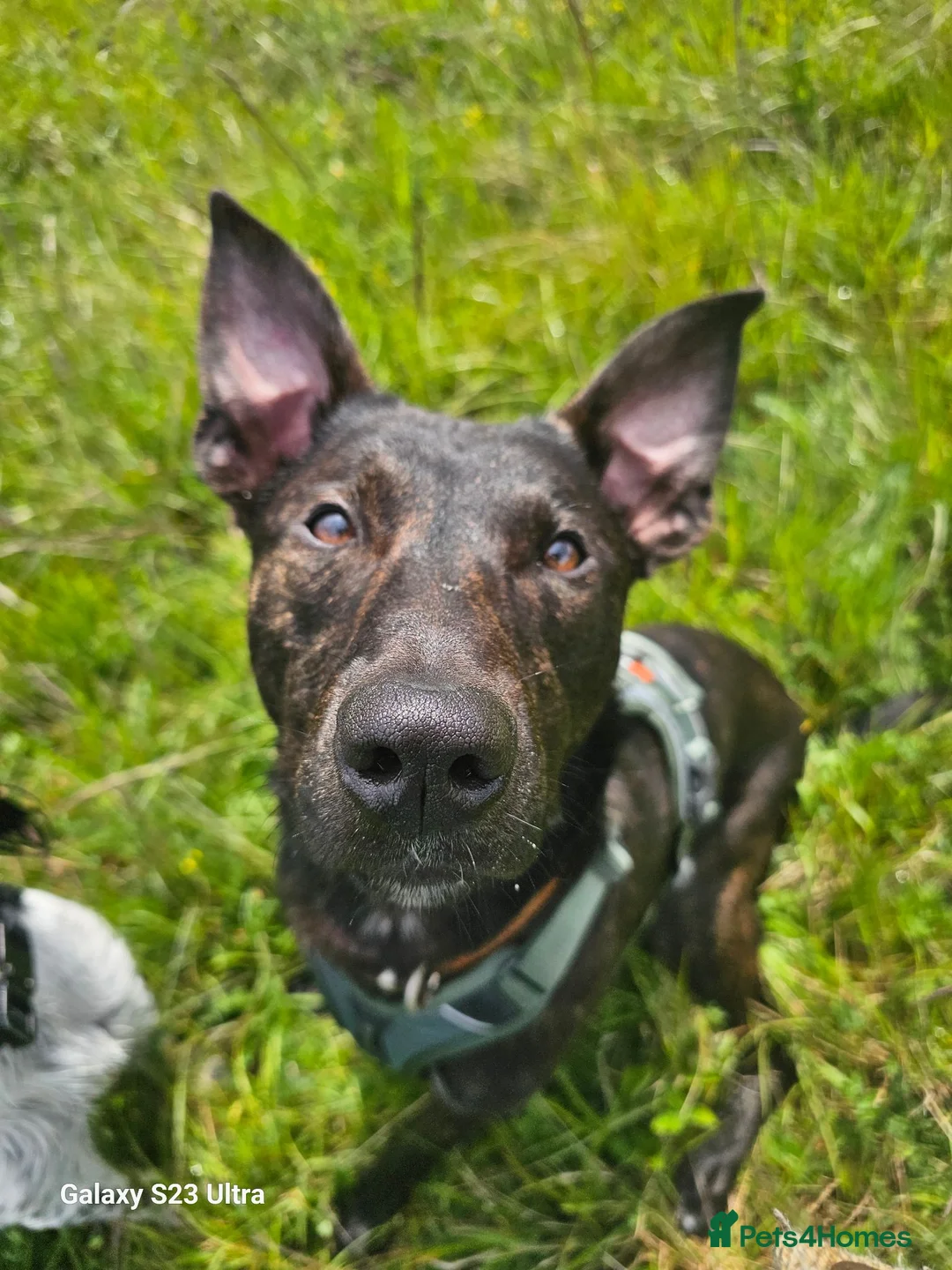 Mixed Breed dogs for sale: Bullherder  in Dover - Advert 1