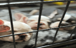 French Bulldog dogs for sale: French Bulldog Puppies for Sale Top Quality,  - Image 1