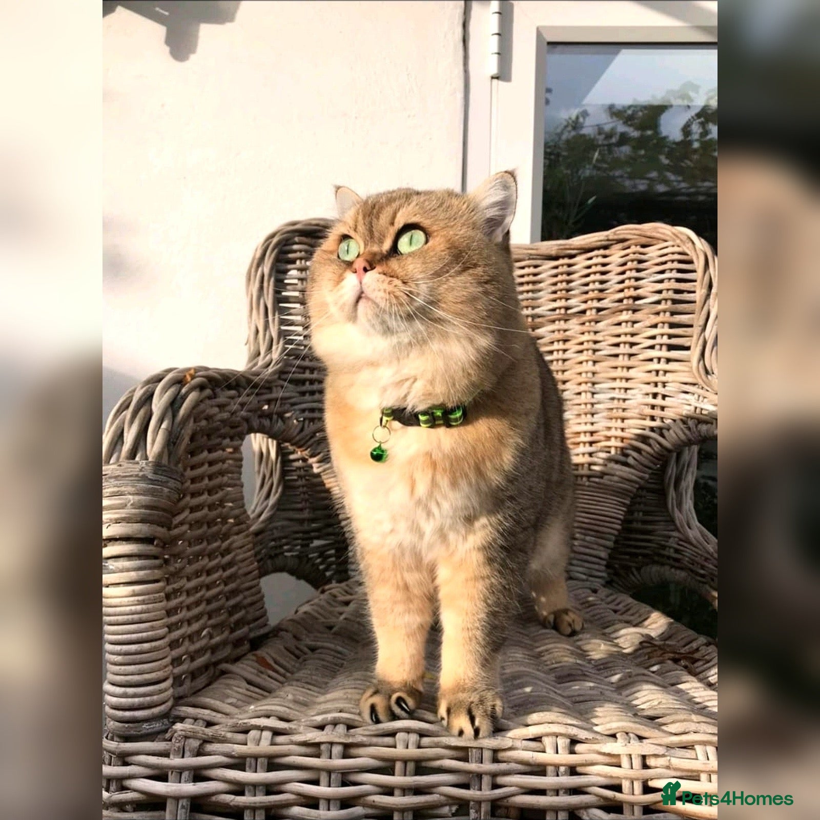 British Shorthair cats 👇£450* IN EXTRAS - TICA Golden Teddy BSH Male - Advert 14