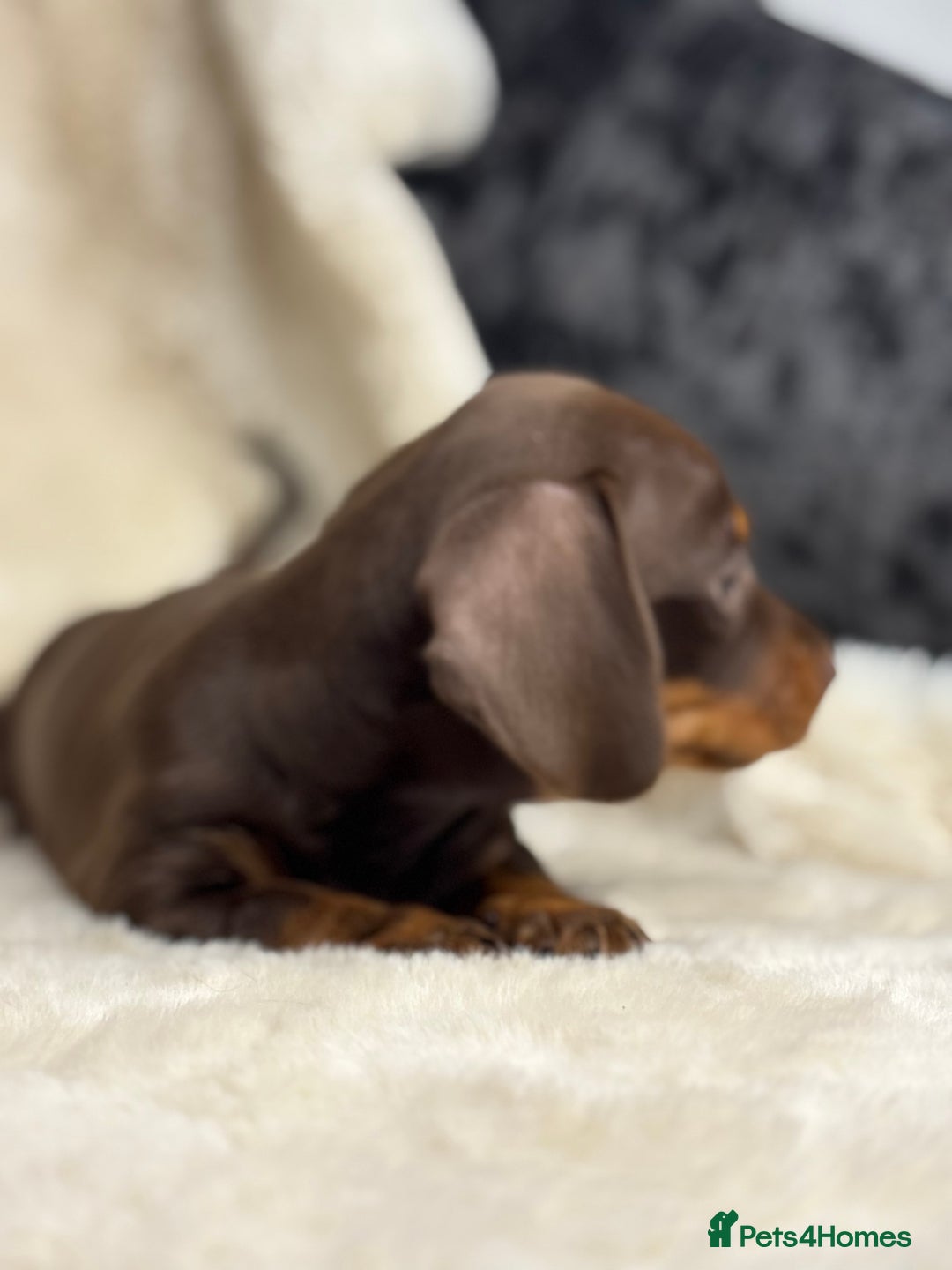 Miniature Dachshund dogs for sale: Quality health tested mini smooth dachshund pups  - Advert 13