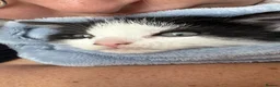 Mixed Breed cats for sale: Kittens looking for homes 🐱 - Advert 32