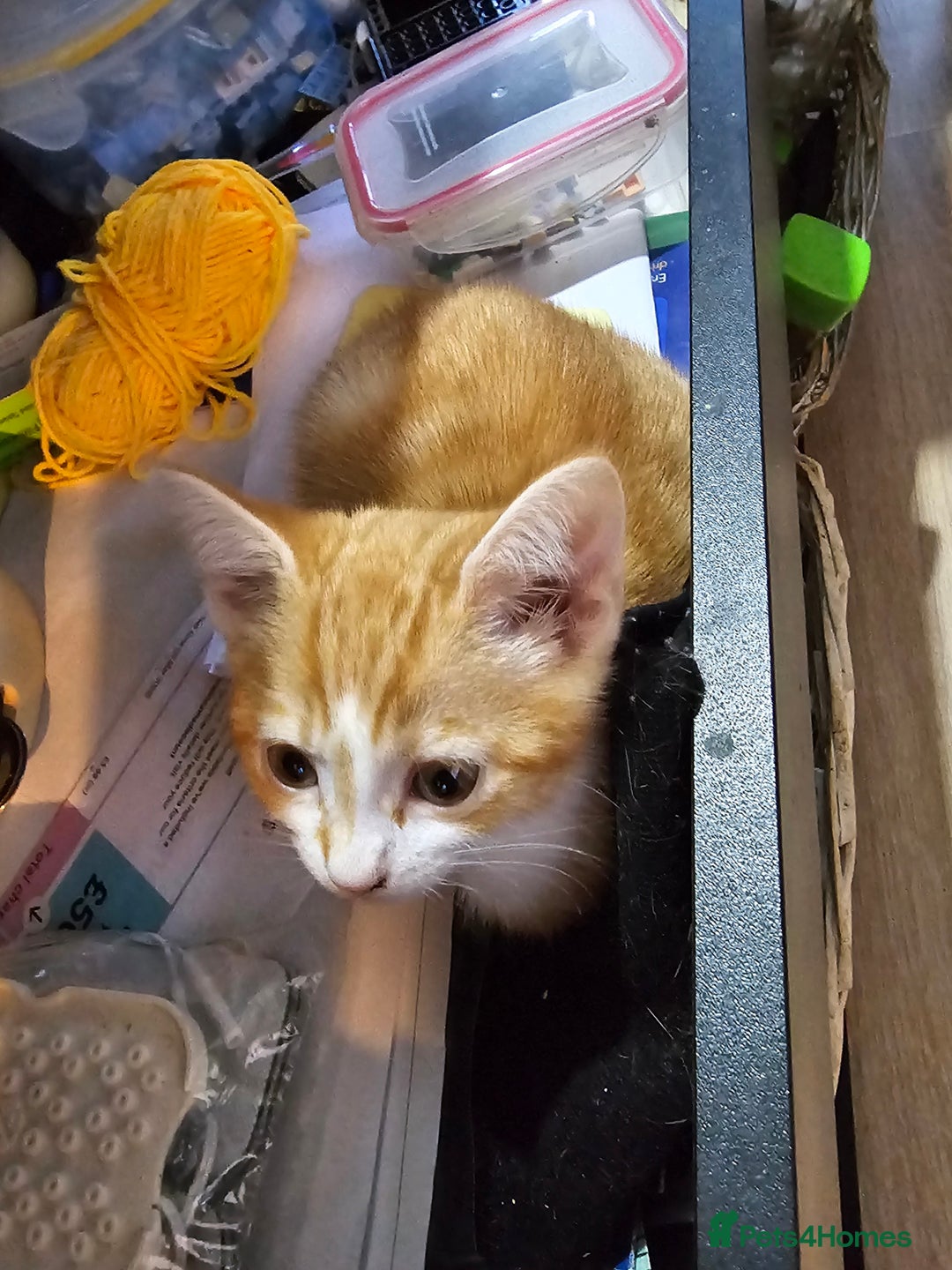 Mixed Breed cats for sale: Beautiful kittens available for sale - Advert 24